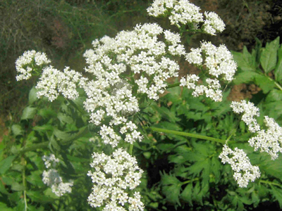 Γονιμότητα: Η βαλεριάνα βελτιώνει τον ύπνο στις γυναίκες μετά την εμμηνόπαυση