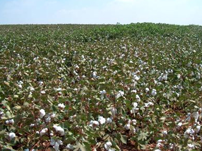 Απλήρωτοι οι βαμβακοπαραγωγοί στα Τρίκαλα