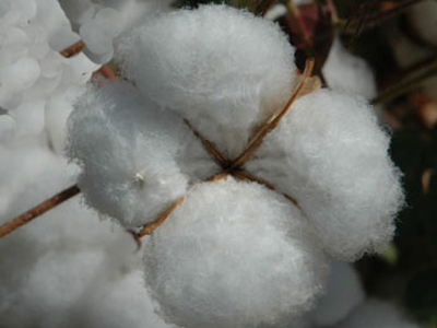 Ξεκινά η καταβολή της ειδικής επιδότησης βάμβακος