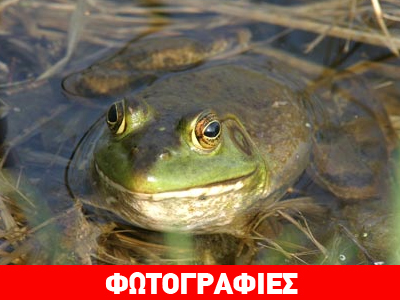 Βάτραχος… γίγαντας