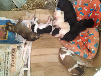 Ποιος θα τα υιοθετήσει;