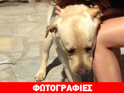 Η Ελένη έχασε τον σκύλο της