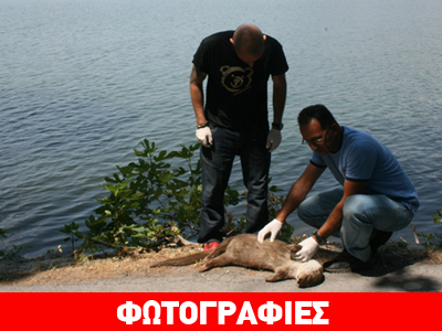 Καστοριά: Τροχαίο με θύμα μία βίδρα