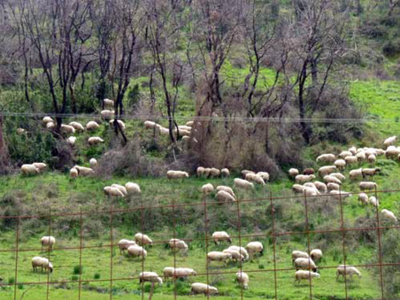 Σύσκεψη στην Ιεράπετρα για την ανεξέλεγκτη βόσκηση