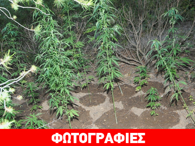 Εντοπίστηκε φυτεία κάνναβης στα Σπάτα