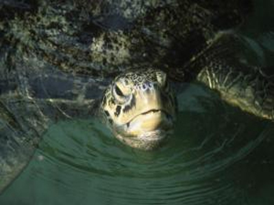 Εγκληματική αδιαφορία για την ελληνική φύση