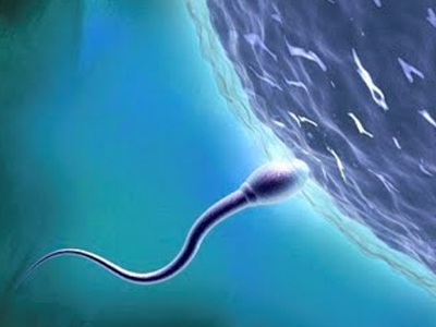 SEXUALITY: Μία σπουδαία ανακάλυψη εξηγεί καλύτερα την ανάπτυξη υγιών ωαρίων και σπερματοζωαρίων