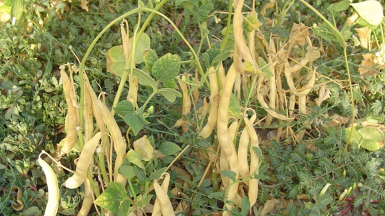 Πρέσπες: Γεωπόνοι θα εκτιμήσουν τη ζημιά στις καλλιέργειες φασολιών