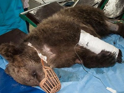 Στην Κτηνιατρική Κλινική του ΑΠΘ το αρκουδάκι που τραυματίστηκε στο πρόσωπο