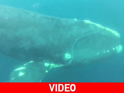 Συγκινητική διάσωση σπάνιας φάλαινας Συγκινητική διάσωση σπάνιας φάλαινας