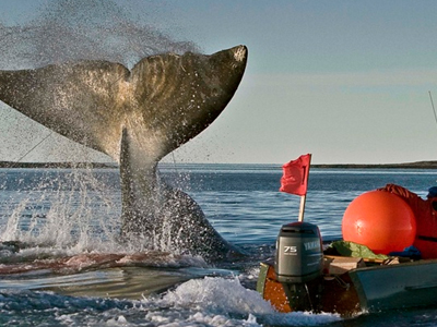 Αυστραλία: Διαμαρτύρονται για το κυνήγι φαλαινών