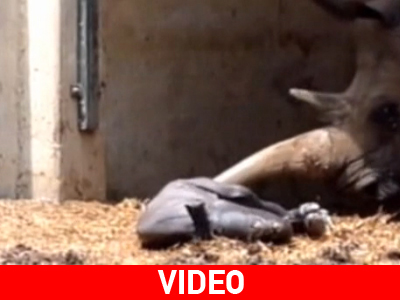 Χαμόγελα σε ζωολογικό κήπο του Ισραήλ