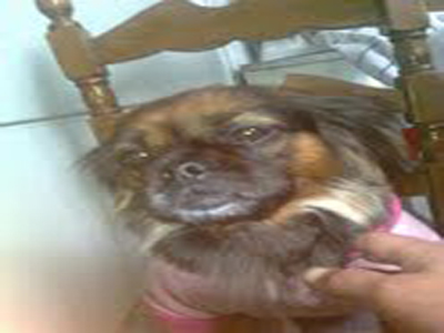 Χάθηκε πεκινουά στην Αγ. Παρασκευή