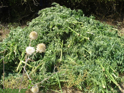 Συλλήψεις για ναρκωτικά σε Χαλκιδική και Πιερία