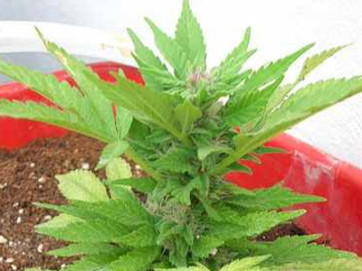 Καλλιεργούσε χασίς σε γλάστρες