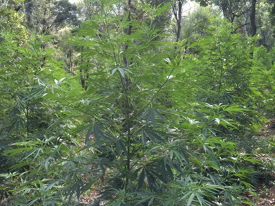 Καλλιεργούσε χασίς στον κήπο του