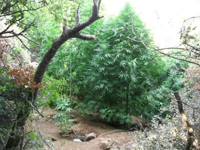 Έρευνες για χασισοφυτείες στο Ρέθυμνο