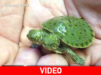 Τέξας: Γεννήθηκε χελώνα με δύο κεφάλια Τέξας: Γεννήθηκε χελώνα με δύο κεφάλια