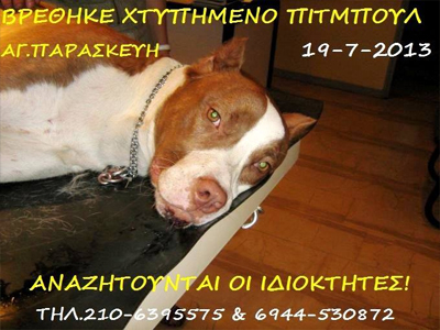 Βρέθηκε χτυπημένο pitbull στην Αγ. Παρασκευή