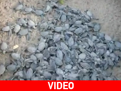 Καταπλάκωσαν χιλιάδες αυγά δερματοχελωνών