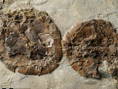 Βρέθηκε απολίθωμα χελωνών που έκαναν σεξ!