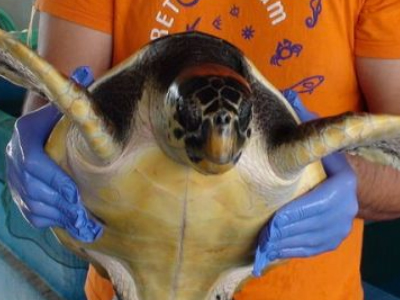 Μία ιδιαίτερη… γιορτή στο Ενυδρείο Cretaquarium