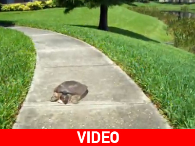 Χελώνα που τρέχει σαν… λαγός