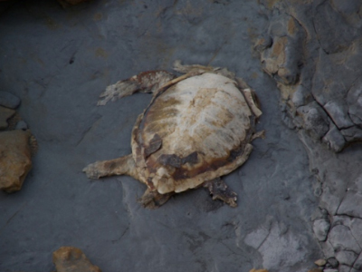 Περιβαλλοντικό έγκλημα στη Σητεία