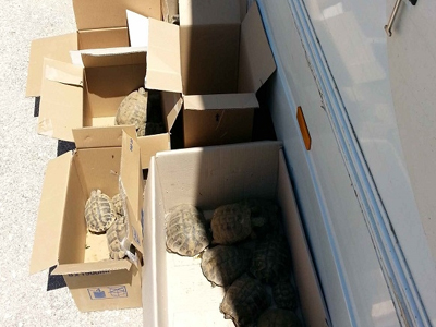 Μετέφεραν παράνομα σε κούτες 107 χελώνες