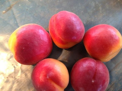 Θεσσαλονίκη: Σε έξαρση η κλοπή φρούτων