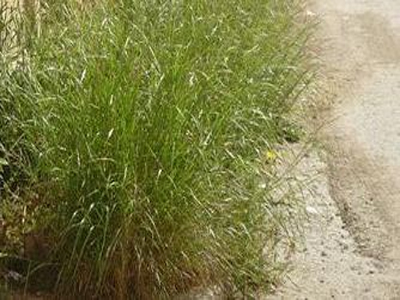 Ζούγκλα το Πετροχώρι Ξάνθης