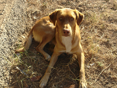 Χάθηκε ο Χρυσομάτης