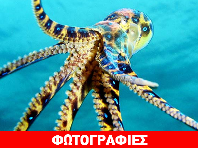 Ένα άκρως επικίνδυνο χταπόδι