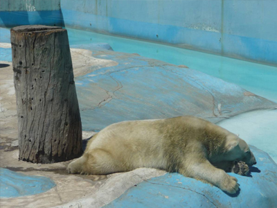 Ένα σπίτι για τη Yupi