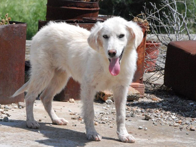 Ο Ζαχαρούλης ψάχνει σπίτι