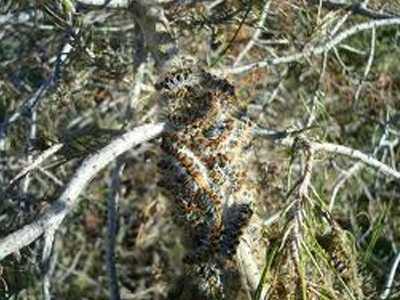 Λαμία: Ξεκινούν ψεκασμοί για την πιτυοκάμπη των πεύκων