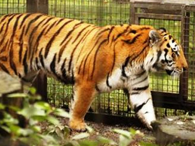 Παράνομη η λειτουργία των περισσότερων ζωολογικών κήπων