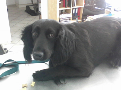 Βρέθηκε η Ζοζεφίνα