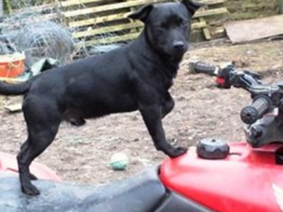 Σκύλος σώζει τον ιδιοκτήτη του