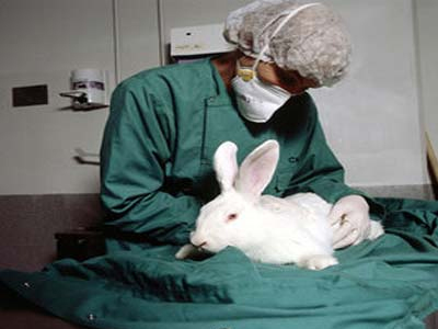 Απαιτήστε να σταματήσουν τα πειράματα στα ζώα