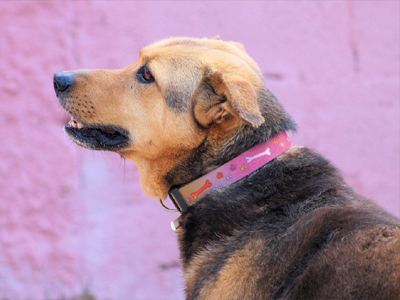 Χαρίζεται η Ζωή