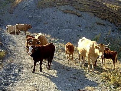 Ζωοκλοπές στην Κομοτηνή