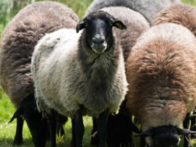 Δύο νέα κρούσματα ζωοκλοπής στην Κρήτη