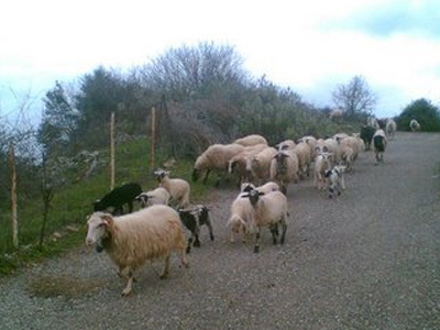 Απόπειρα ζωοκλοπής στη Λάρισα
