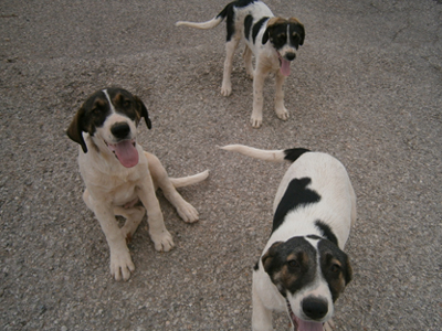 Χαρίζονται τσοπανοσκυλάκια