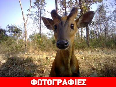 Όταν τα ζώα βγάζουν selfie Όταν τα ζώα βγάζουν selfie