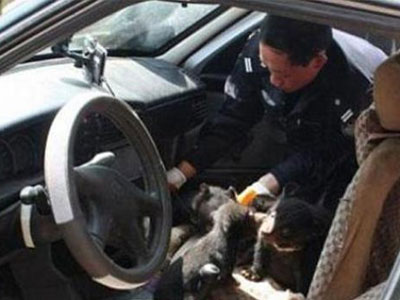 Μετέφερε είκοσι δύο αρκουδάκια με το ΙΧ!