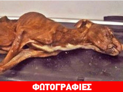 Η απίστευτη ιστορία του Πάτρικ