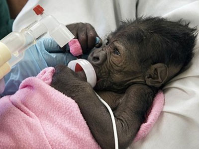 Πνευμονία έπαθε το γοριλάκι που γεννήθηκε με καισαρική Πνευμονία έπαθε το γοριλάκι που γεννήθηκε με καισαρική