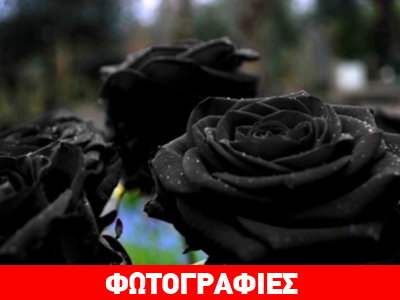 Τα σπάνια, μαύρα τριαντάφυλλα